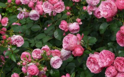 Découvrez l’histoire de la fameuse rose de Saverne