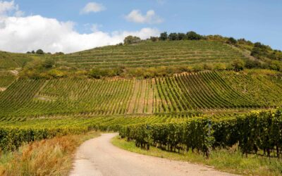 Découvrez la Route des Vins d’Alsace à Saverne