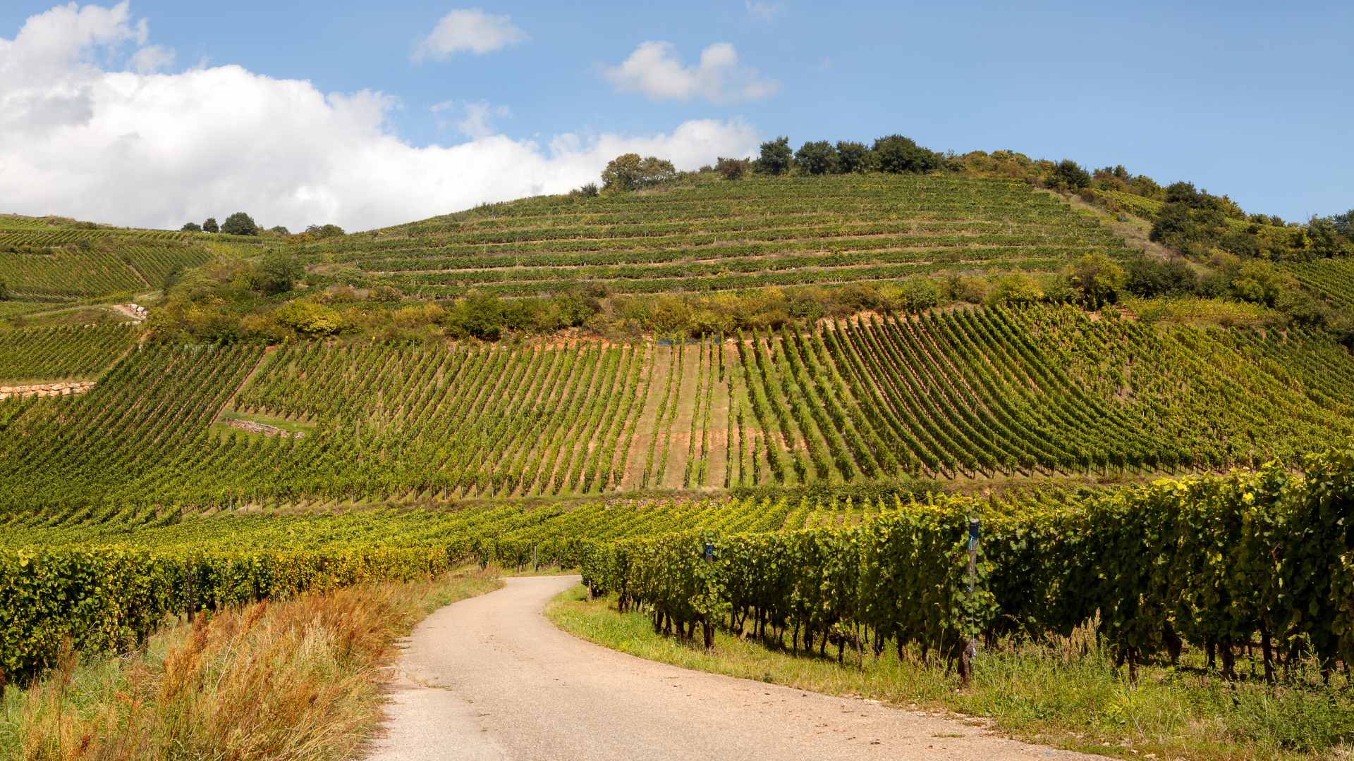 Route des vins en Alsace