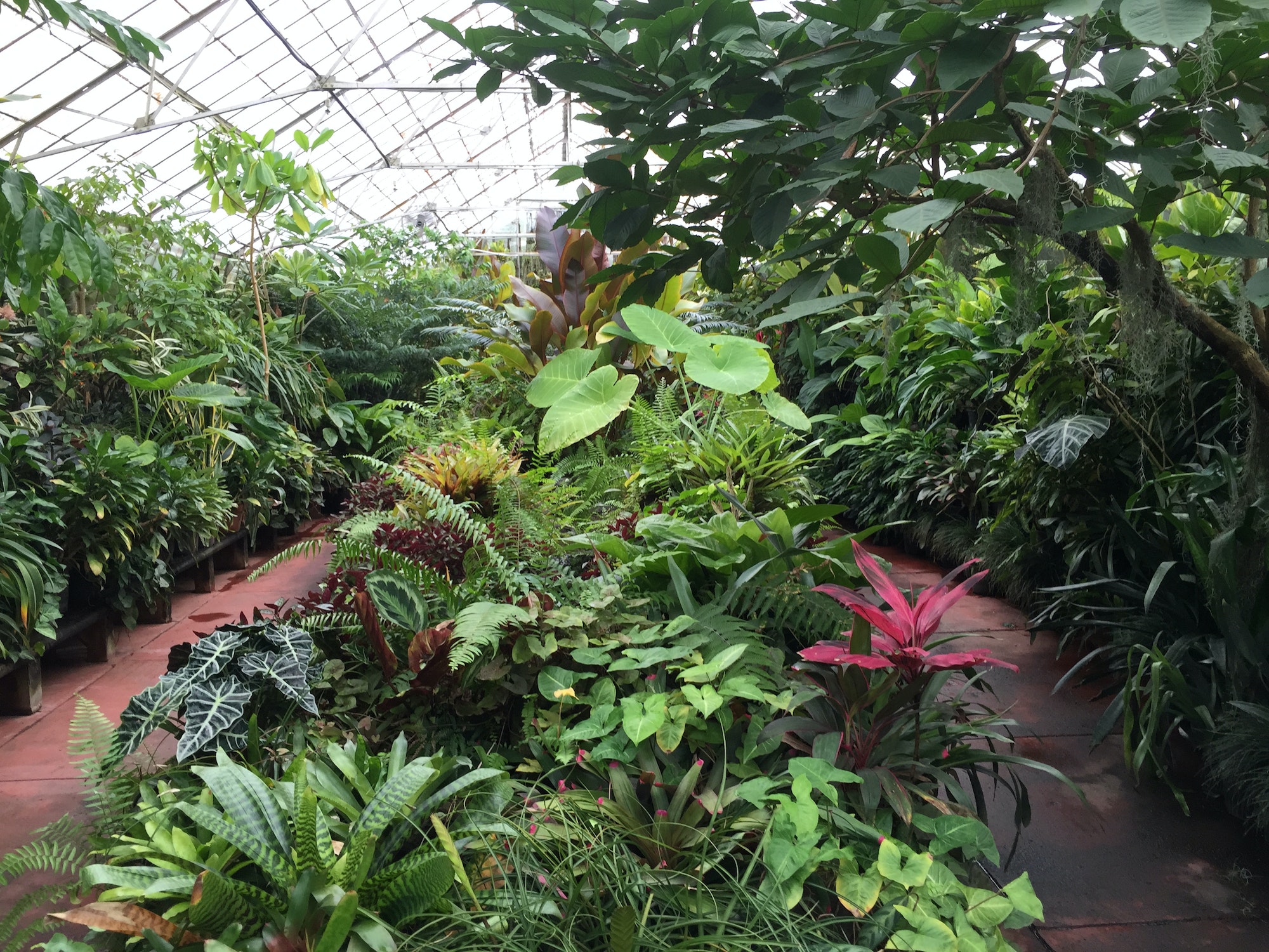 Jardin botanique aux plantes exotiques
