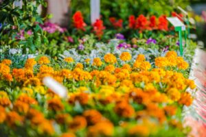 Jardin botanique