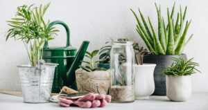 Des cactus pour une déco bohème
