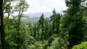 Massif des Vosges