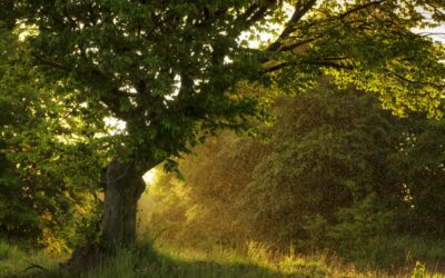 Découverte de la faune et la flore de Saverne