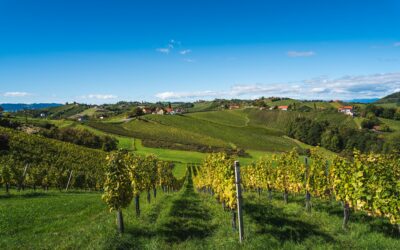 La Route des Vins : une excursion depuis Saverne