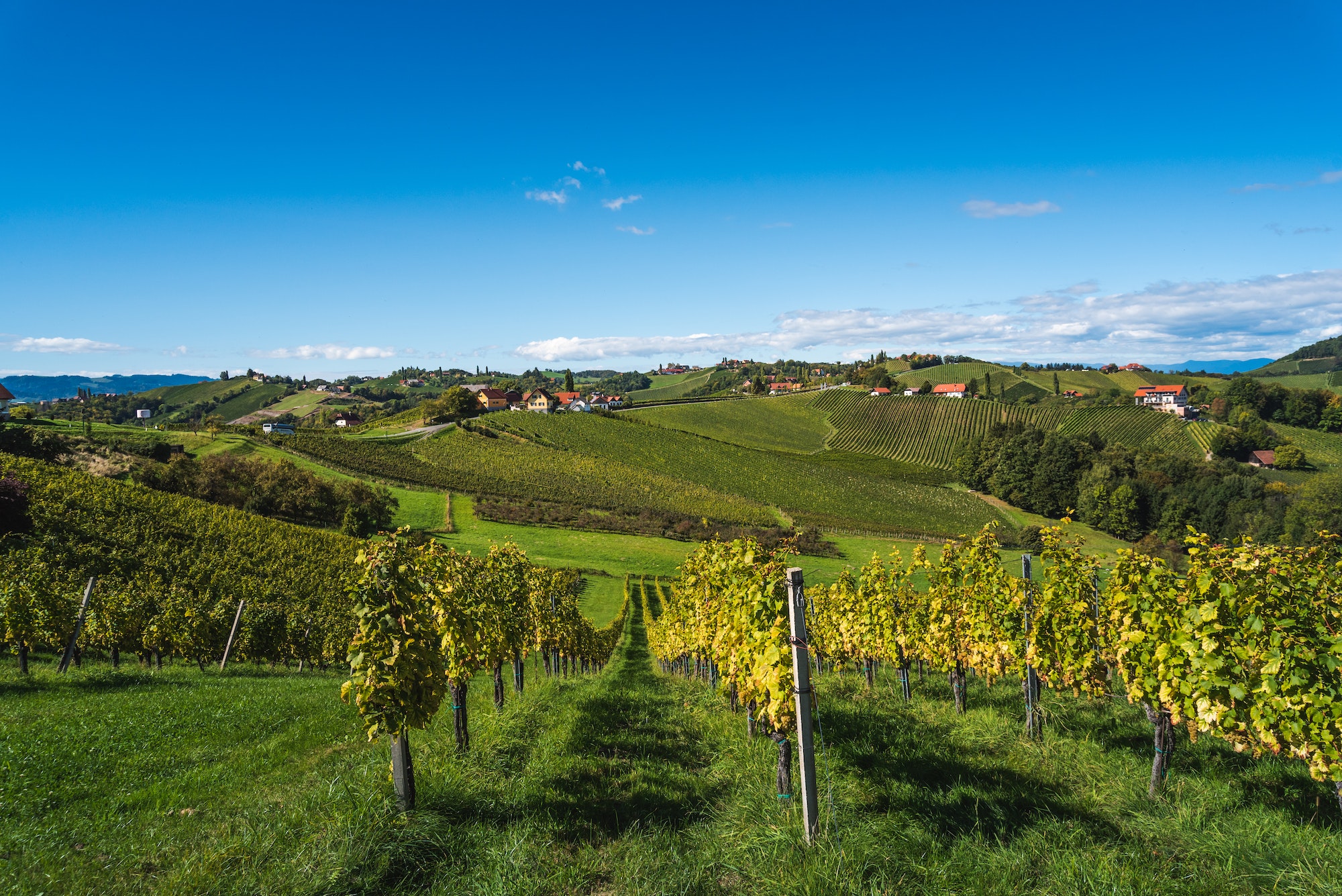 Suivez la route des vins depuis Saverne !
