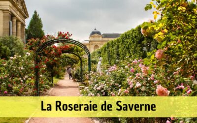 La Roseraie de Saverne : un paradis de roses à explorer